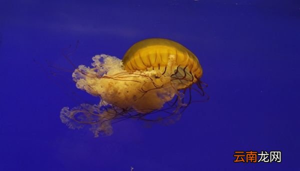 海蜇是腔肠动物吗 海蜇属不属于腔肠动物
