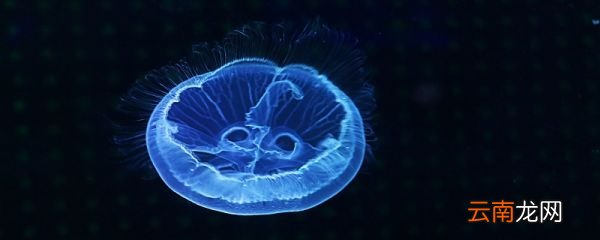 海蜇是腔肠动物吗 海蜇属不属于腔肠动物