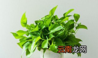 绿萝在夏天怎么养 绿萝夏天室内怎么养