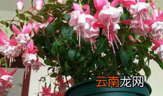 灯笼花能放客厅里养吗 灯笼花可以放在卧室里吗