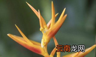 天堂鸟盆景可以放在卧室里吗 天堂鸟盆栽能放在客厅吗?