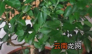 七里香花可以养在房间吗 七里香放在卧室里可以吗