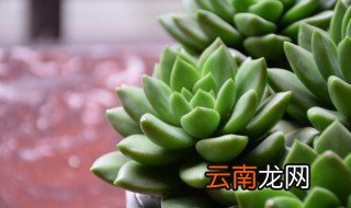 多肉和球类可以放在卧室里面吗
