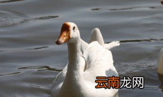 怎样挑选鲜活鹅好吃不 怎样挑选鲜活鹅好吃