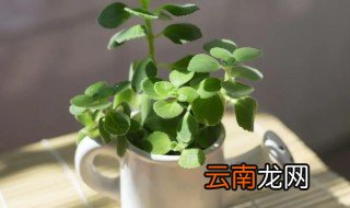 漆姑草的养殖方法和注意事项 漆姑草可以放在卧室养吗