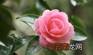 茶花晚上可以放在卧室吗，茶花能放卧室里吗对身体好吗