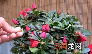 杜鹃放在卧室可以吗 杜鹃为什么不能放在卧室