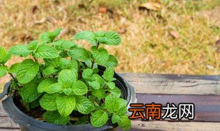 香薄荷可以放在卧室吗 卧室里面可以放薄荷吗