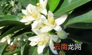 柑子开花后怎么养，柑果开花怎样管理