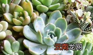老桩多肉植物怎么养 夏天怎么养多肉老桩