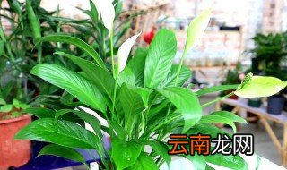 白掌好养吗,能放卧室吗? 白掌可以放在卧室养吗