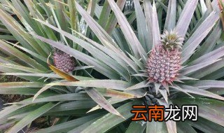 凤梨花怎么养才能开花 凤梨小辣椒开花后怎么养
