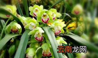 蕙兰花期如何养 惠兰花开后怎么养才能开花