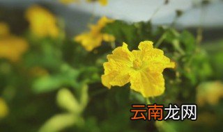 角瓜开花后怎么养 角瓜开花了怎样管理