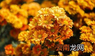 多头菊花开花后怎么养，盆栽多头菊花后的处理