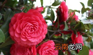 茶花六角大红开花后怎么养，六角大红茶花一年开几次花