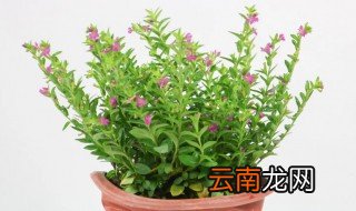 满天星花期后怎么养 满天星开花后怎么养
