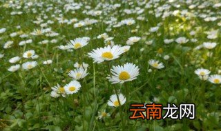 小雏菊开花后怎么养 雏菊开过花后怎么养