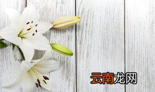 香水百合开花后怎么养，香水百合开花后的养殖方法和注意事项