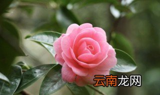 家里养花特别旺 家里养花长得太旺怎么办