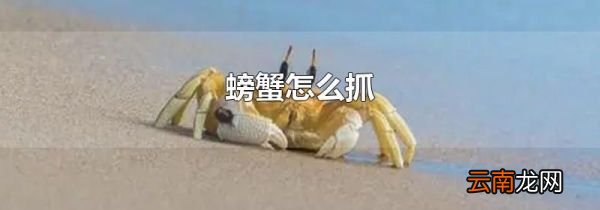 螃蟹怎么抓