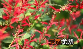 鼠尾草可以放在卧室吗，家里可以种鼠尾草吗