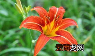 萱草花什么时间开放 萱草什么时候开花