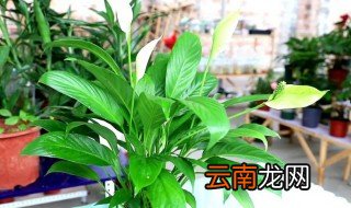 一帆风顺夏天怎么养殖方法 一帆风顺夏天怎么养