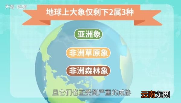 担任象群首领的是什么象 担任象群首领的一般是什么象