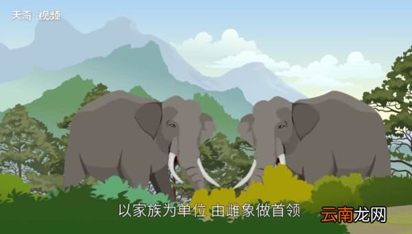 担任象群首领的是什么象 担任象群首领的一般是什么象