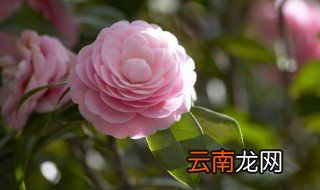 冬季茶花开花后怎么养，盆栽茶花怎么过冬