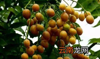 黄皮果酿酒的方法 黄皮果怎么酿酒