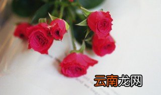 玫瑰开花后该怎么养，玫瑰盆栽开花期间养护