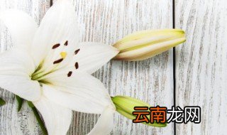 百合花开花后怎么养 百合花开过后怎么养