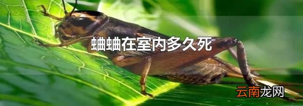 蛐蛐在室内多久死