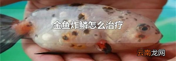 金鱼炸鳞怎么治疗