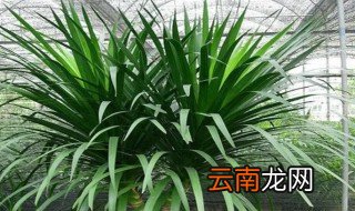 龙血树可以放在卧室吗 龙血树可以放在卧室吗?