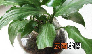 绿巨人可以放在卧室里吗 绿巨人适合放客厅什么位置