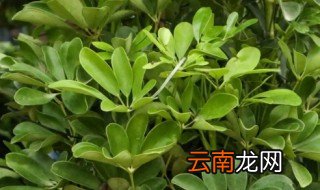 鸭脚木可以放在卧室吗,鸭脚木可以养在室内吗
