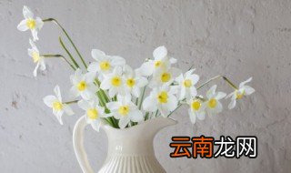 凤仙花盆栽种植方法 风仙花开花后怎么养