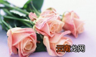 玫瑰花可以放在卧室吗，鲜切玫瑰花可以放在卧室吗
