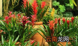梨花可以放客厅吗 风梨花可以摆放在卧室里吗
