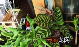 螺旋铁可以放在卧室吗 螺纹铁可以放卧室吗