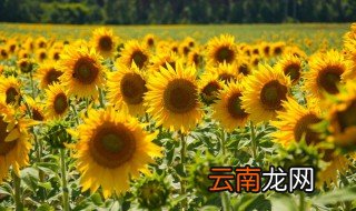 向日葵可以放在卧室吗，向日葵可以放在卧室吗没有毒吧