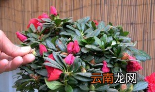 粉红杜鹃花可以放卧室吗? 小桃红杜鹃可以放在卧室吗