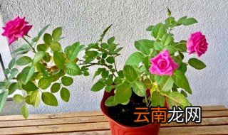 月季花的换盆时间和方法是什么 月季花如何换盆