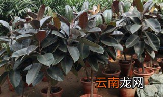橡皮树可以放在卧室吗,橡皮树能否放在卧室里