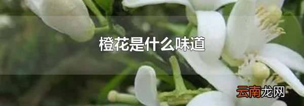 橙花是什么味道