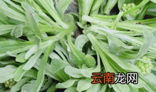 什么是清明菜 清明菜的营养成分