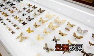 昆虫英语怎么读 昆虫英语怎样说